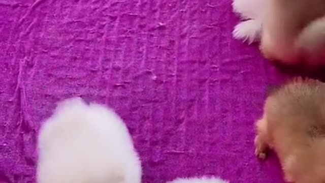 Cute and lovely puppies