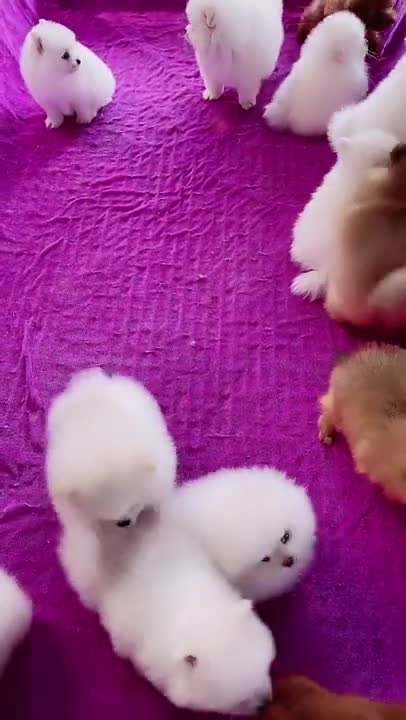 Cute and lovely puppies