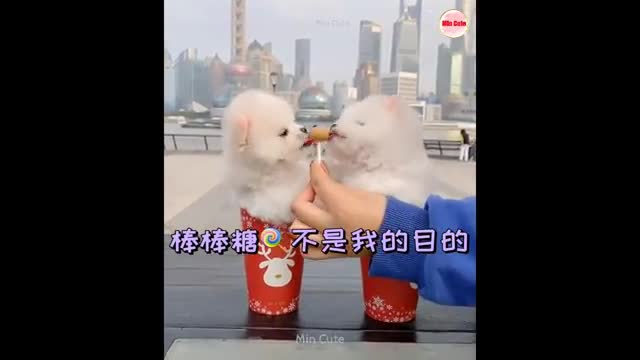 Funny and cute puppy very funny public video