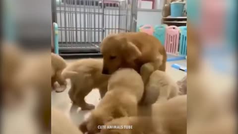 AWW CUTE BABY ANIMALS Videos Compilation cutest moment of the animals 2021// Soo Cute