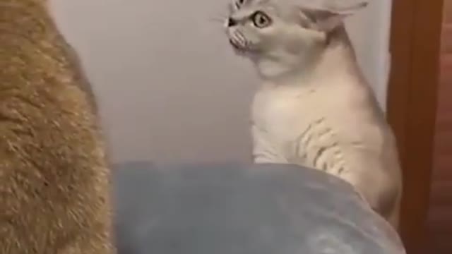Singer Cat Trying To Impress His Crush🥰
