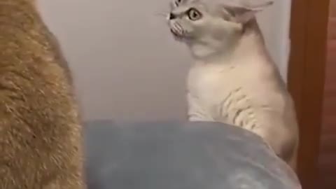 Singer Cat Trying To Impress His Crush🥰