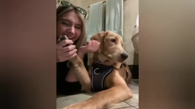 TikTok - Dogs of TikTok Compilation 2