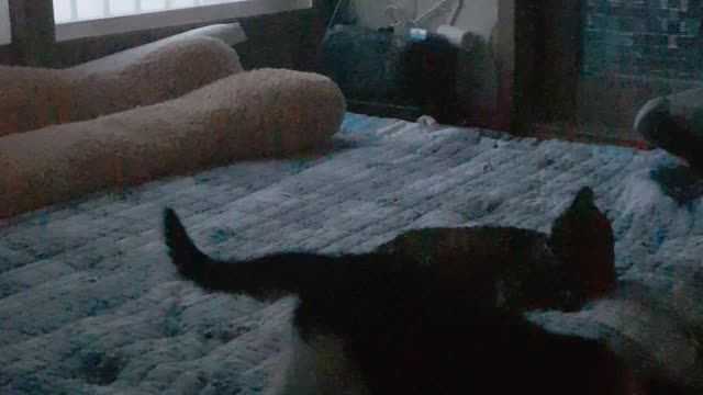 Yap! attack!