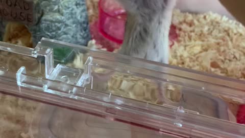 Biting hamster