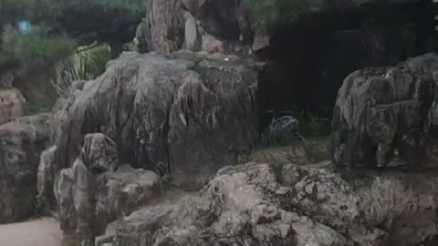 This tree grows on the rockery