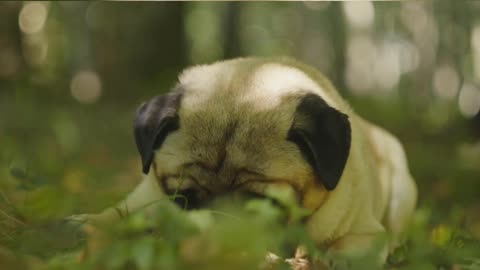 PUG dog cute and desing// with dog natur #shot video // traint //