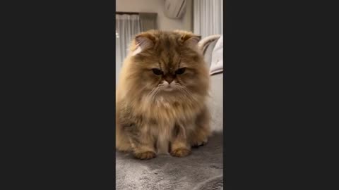 Funny video of cat 😺 🌺💗😀