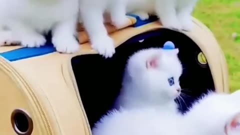 #cat