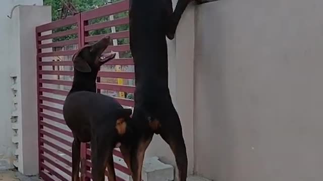 Doberman dog