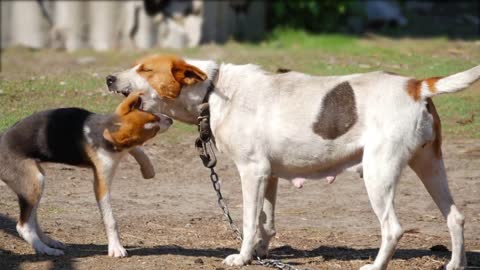 Mom dog playing with his puppy on the street