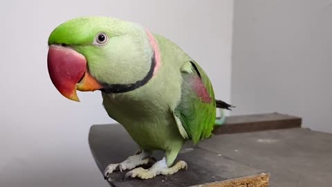 Parrot talking Parrot