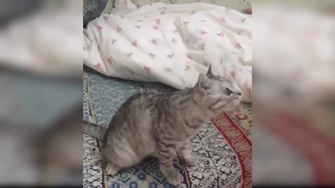 funny cats doing horrible things