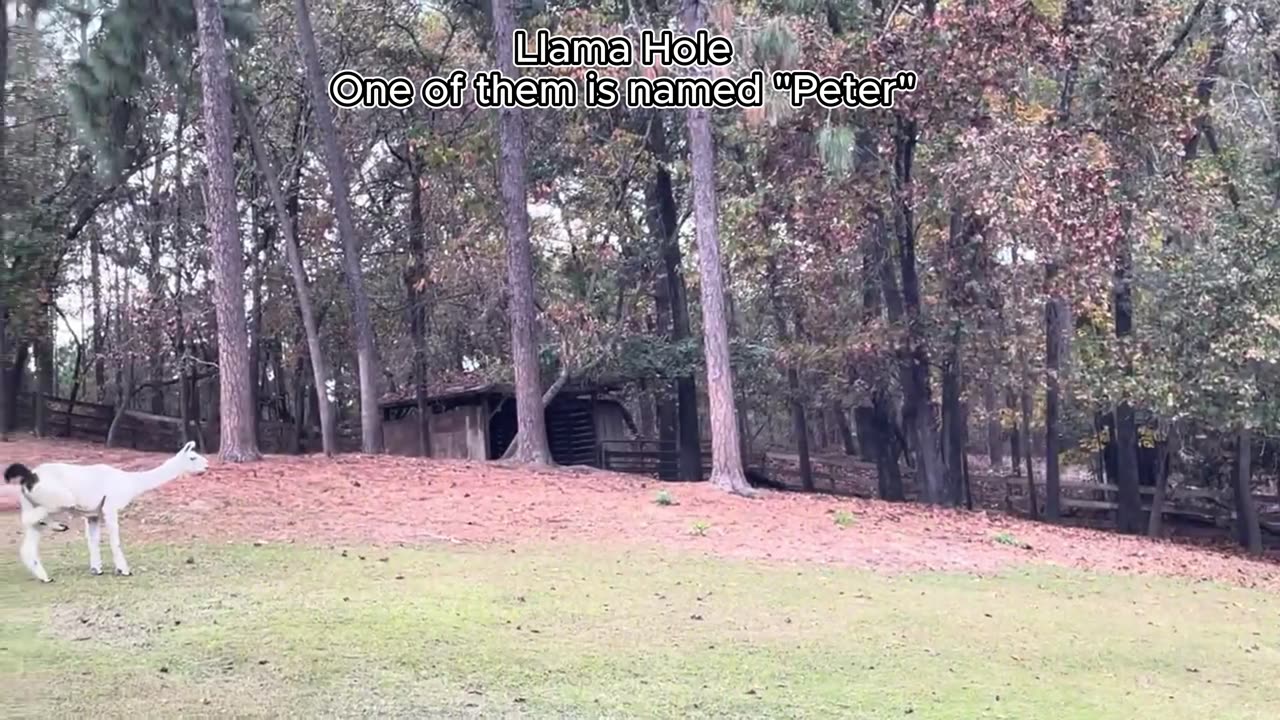 HUGE Fox Squirrels and Llamas🦙. Wildlife of Talamore Golf Resort (Southern Pines, NC)