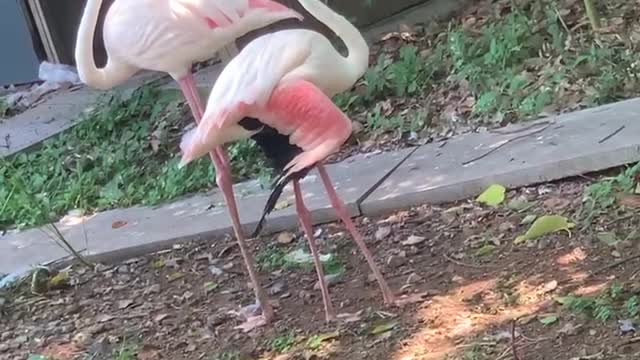 What big two white birds