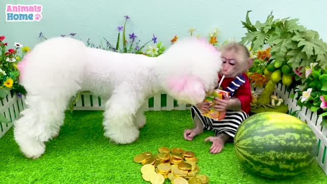 BiBi's brother happily plays with Amee and the duckling