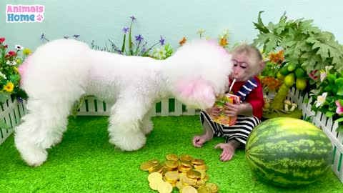 BiBi's brother happily plays with Amee and the duckling