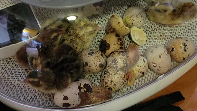 Quail Hatching