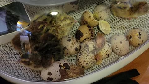 Quail Hatching