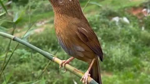 MELODY BIRDS : Zaragateio-da-china