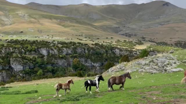 Relaxing views of horses in the mountain