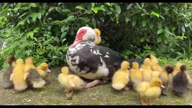 chick looking for mother