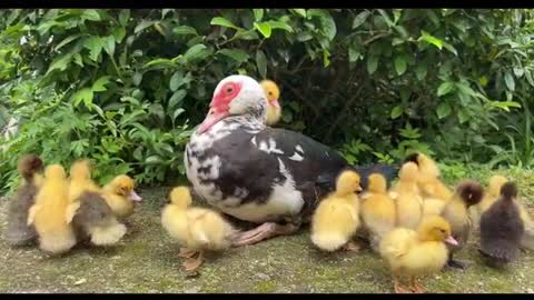 chick looking for mother