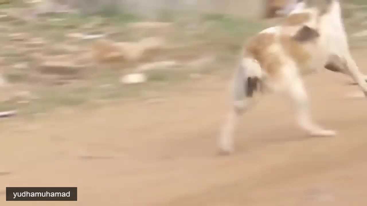 YUDHAMUHAMAD fake Lion and Fake Tiger Prank #9
