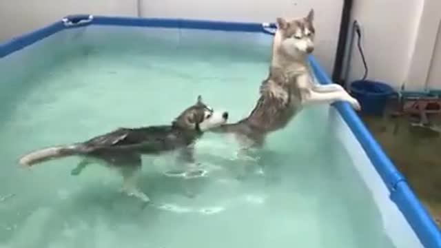 Funny dog in pool , dogs free