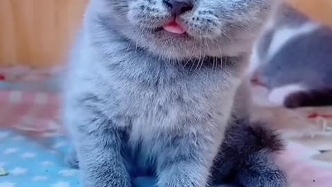 Beautiful cat