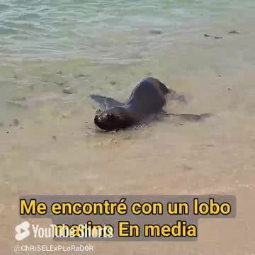 ¡Nadé con un Animal de Agua en Perú y viví para contarlo!