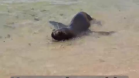 ¡Nadé con un Animal de Agua en Perú y viví para contarlo!