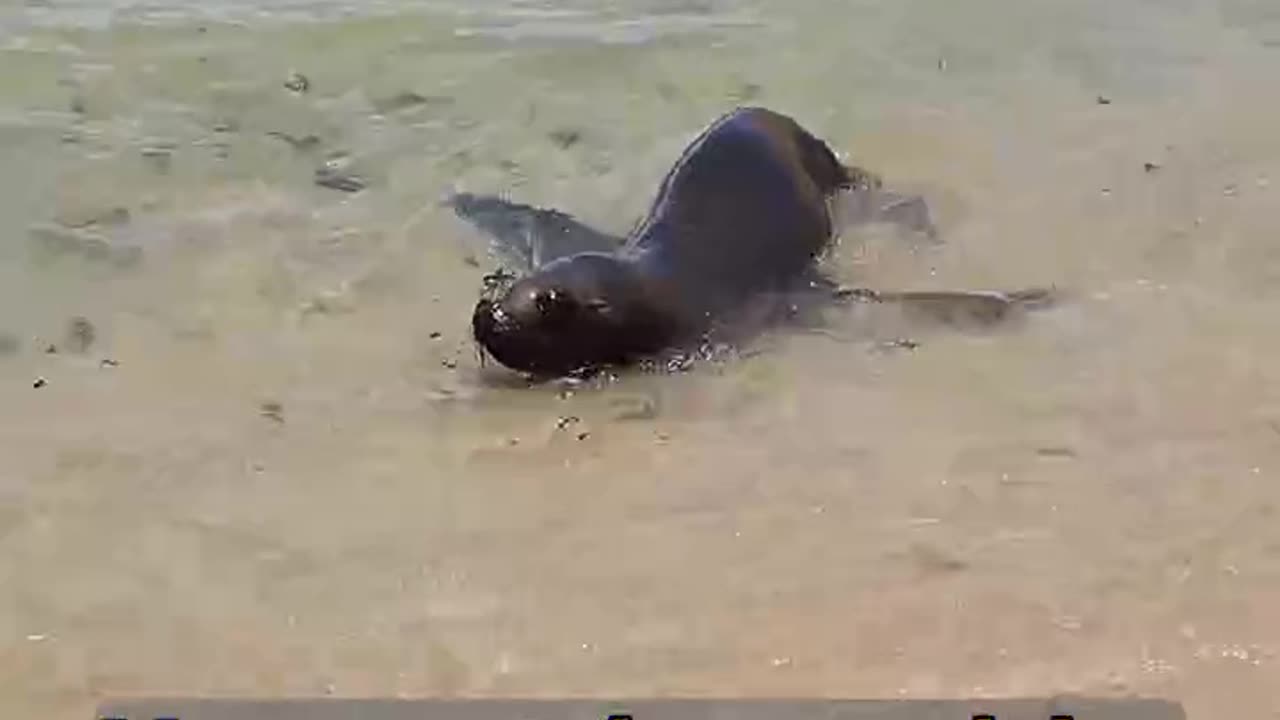 ¡Nadé con un Animal de Agua en Perú y viví para contarlo!