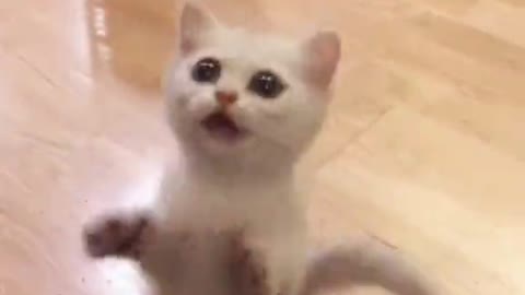 Hungry cat)