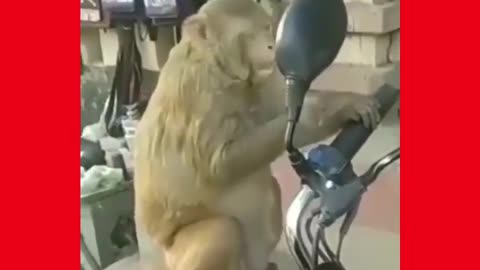 FUNNY MONKEY