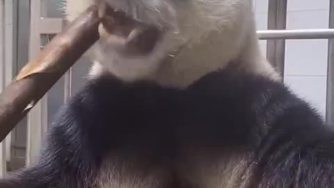 18 lovely giant pandas gnawing bamboo