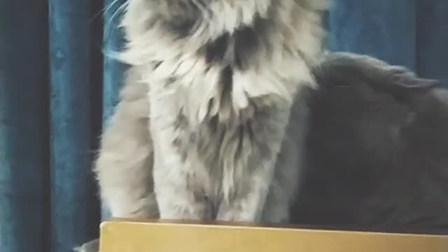 Cat video Playing Beautifull cat video Playing