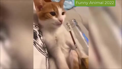 Funny Cats And Dogs (1 Hour Compilation)