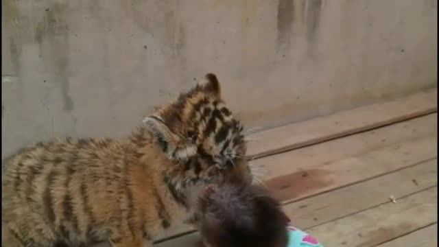 Cute little baboon playing with little tiger