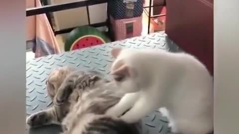 Massage kittens, so comfortable # cats # funny dubbing # funny cats