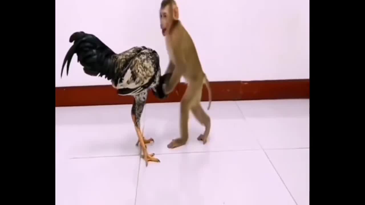 funny video cock fight with monkey //🤣