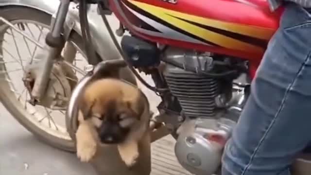 dog cat