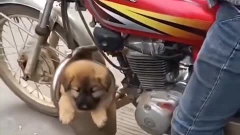 dog cat