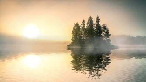 Trees forest nature reflection