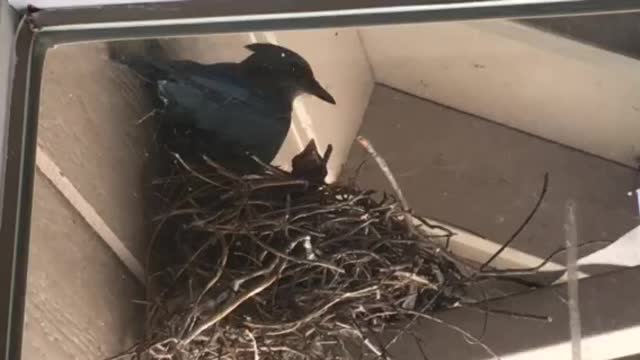 Feeding time in the Jay nest