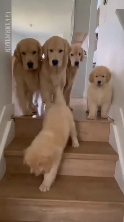 Pip | A Short Animated Film by Southeastern Guide Dogs