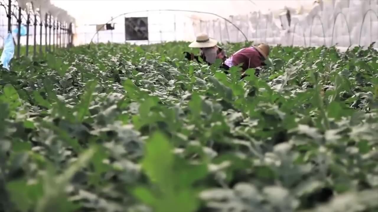 World's Most Expensive Watermelon - Japanese Black Watermelon Cultivation - Black Watermelon Farm