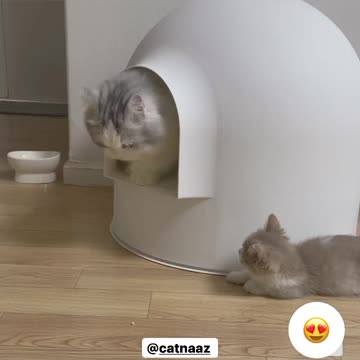 When the cat's mom comes out of the house