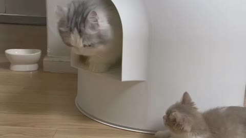 When the cat's mom comes out of the house