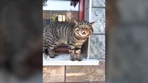 What A Smart Talking Cats! - Super Lovely Cats <3